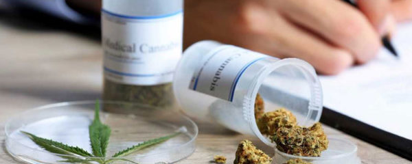 Cannabis