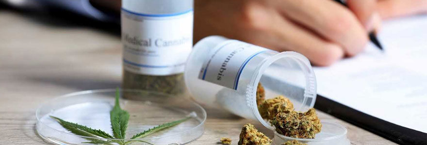 Cannabis