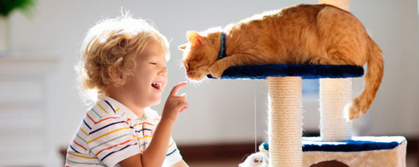 Un arbre à chat