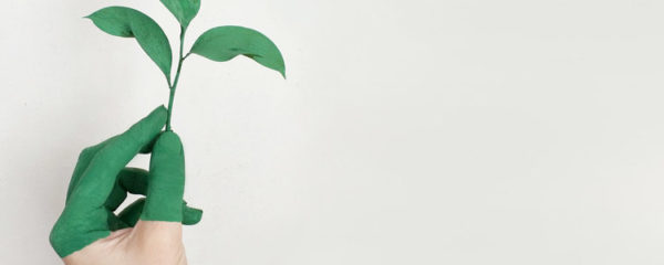 Main Gauche Tenant Une Plante à Feuilles Vertes